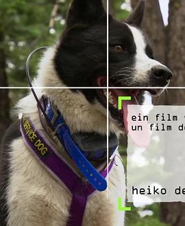 内华达搜熊犬(蓝光)